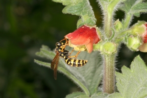 Feldwespe an Braunwurz (Scrophularia)